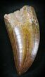 Nicely Serrated Carcharodontosaurus Tooth #23370-1